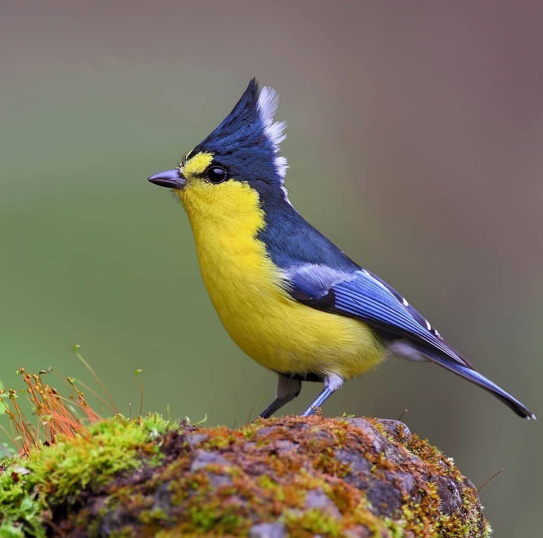 Зеленоспинная синица