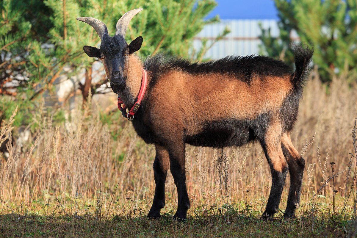 Высокогорная Альпийская коза