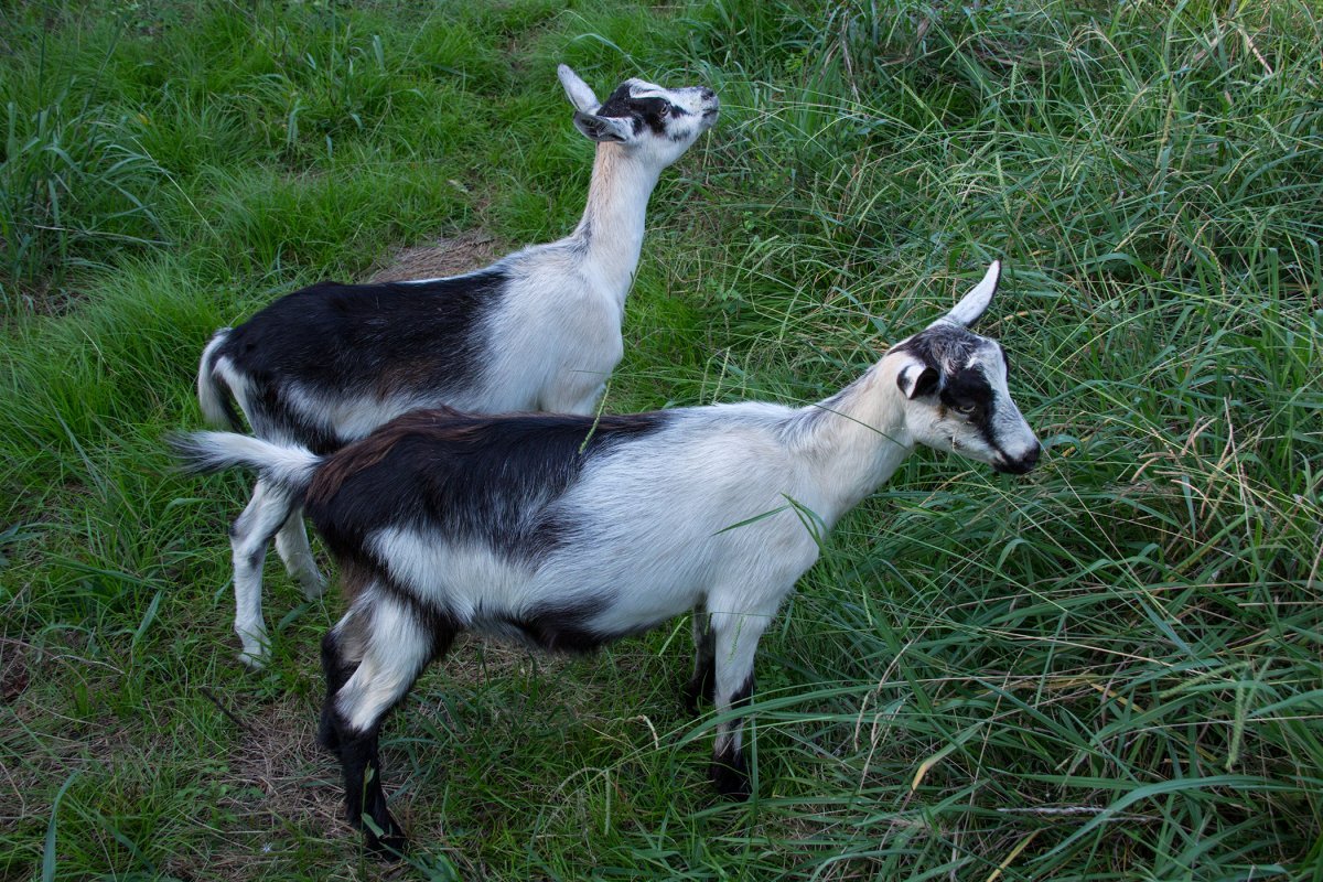 Альпийская порода коз
