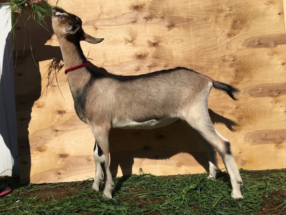 Высокогорная Альпийская коза