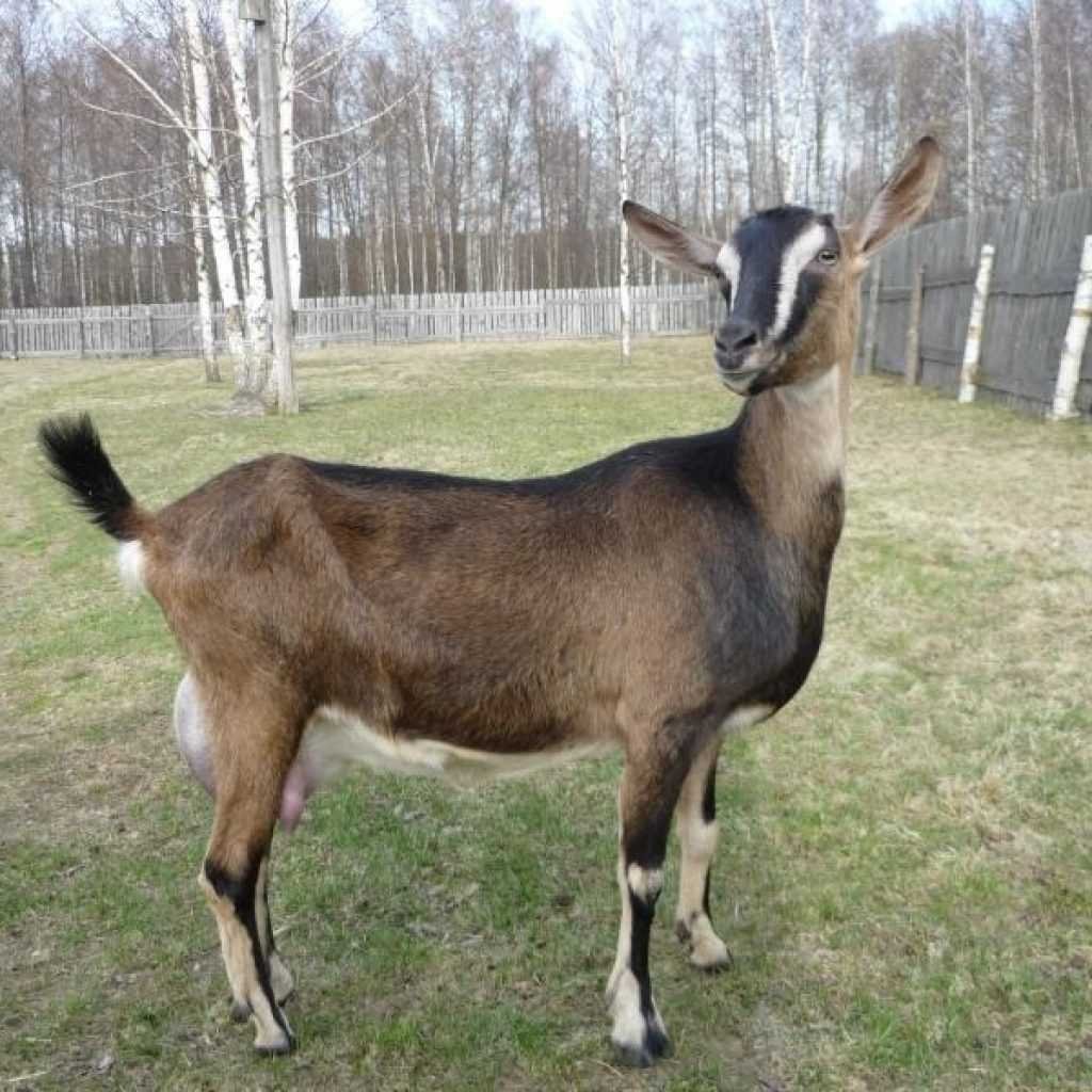 Чешская бурая коза безрогая