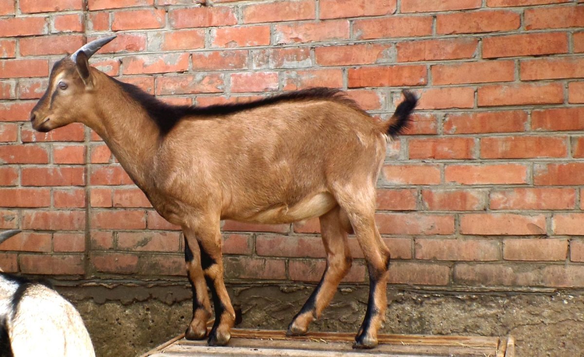 Альпийская коза пиакок