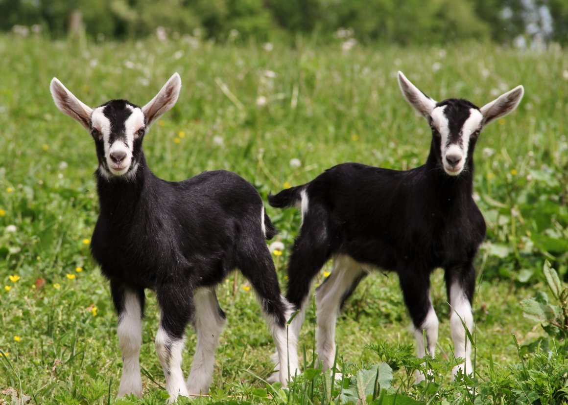 Альпийская порода коз