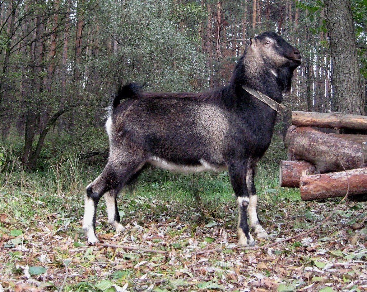 Альпийский козел безрогий