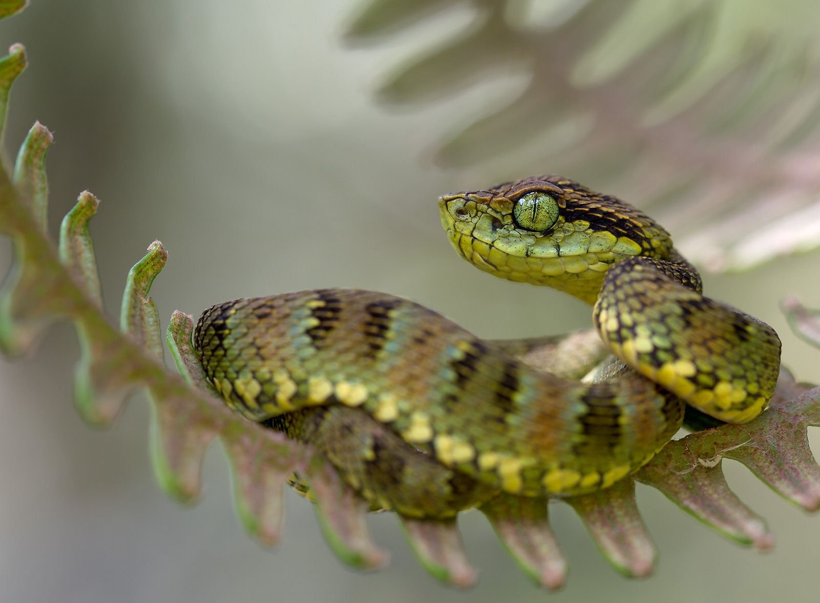 Травоядные змеи