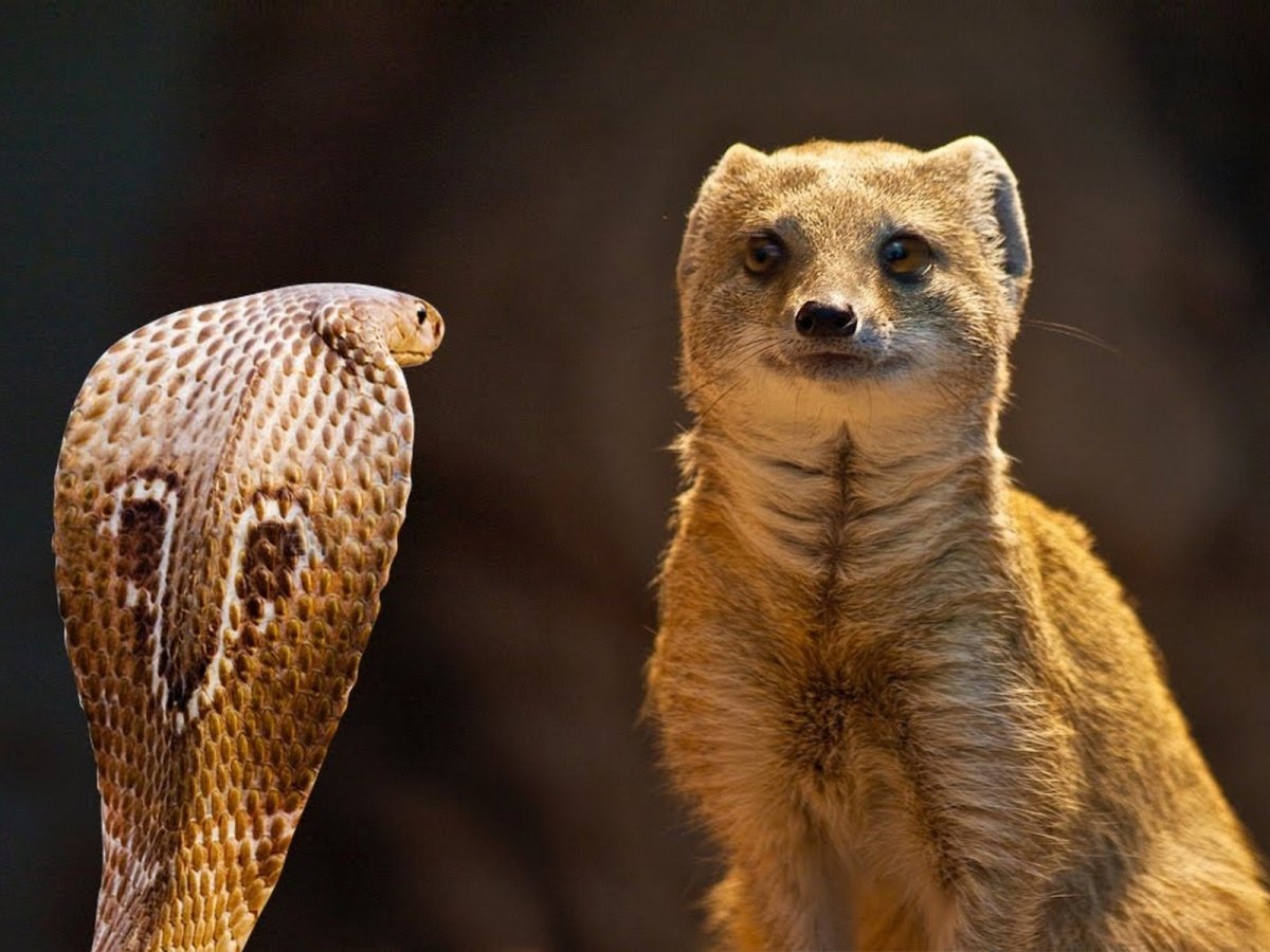 Мангуст против кобры