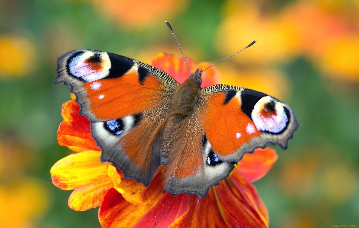 Бабочка Шоколадница