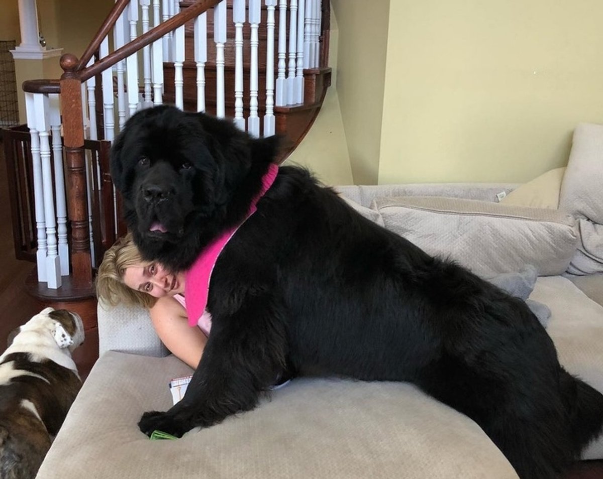 Ньюфаундленд собака