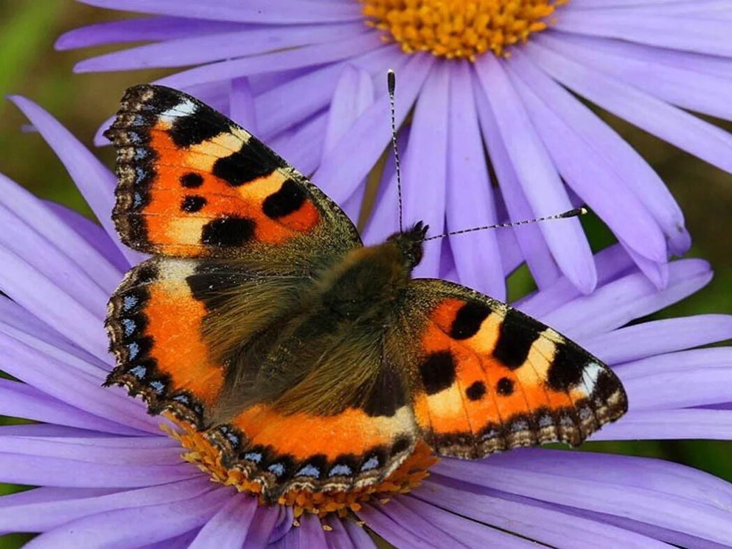 Бабочка крапивница