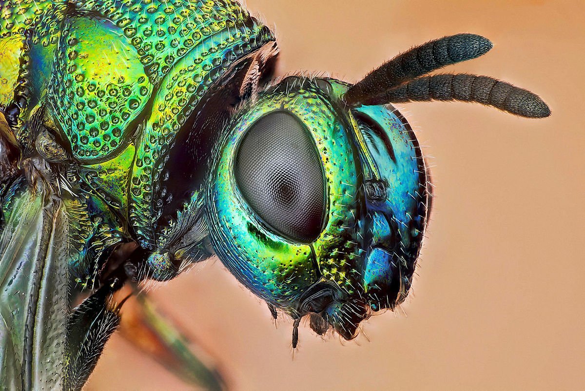 Глаза насекомых имеют. Фасеточные глаза у Жуков. Фасеточные глаза мухи. Фасеточные глаза Стрекозы. Фасеточные глаза Муха обыкновенная.