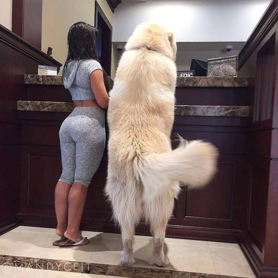 Английский мастиф Зевс