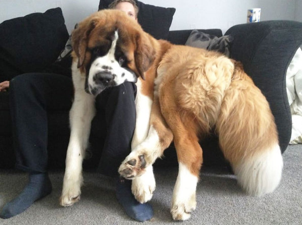 Тибетский мастиф