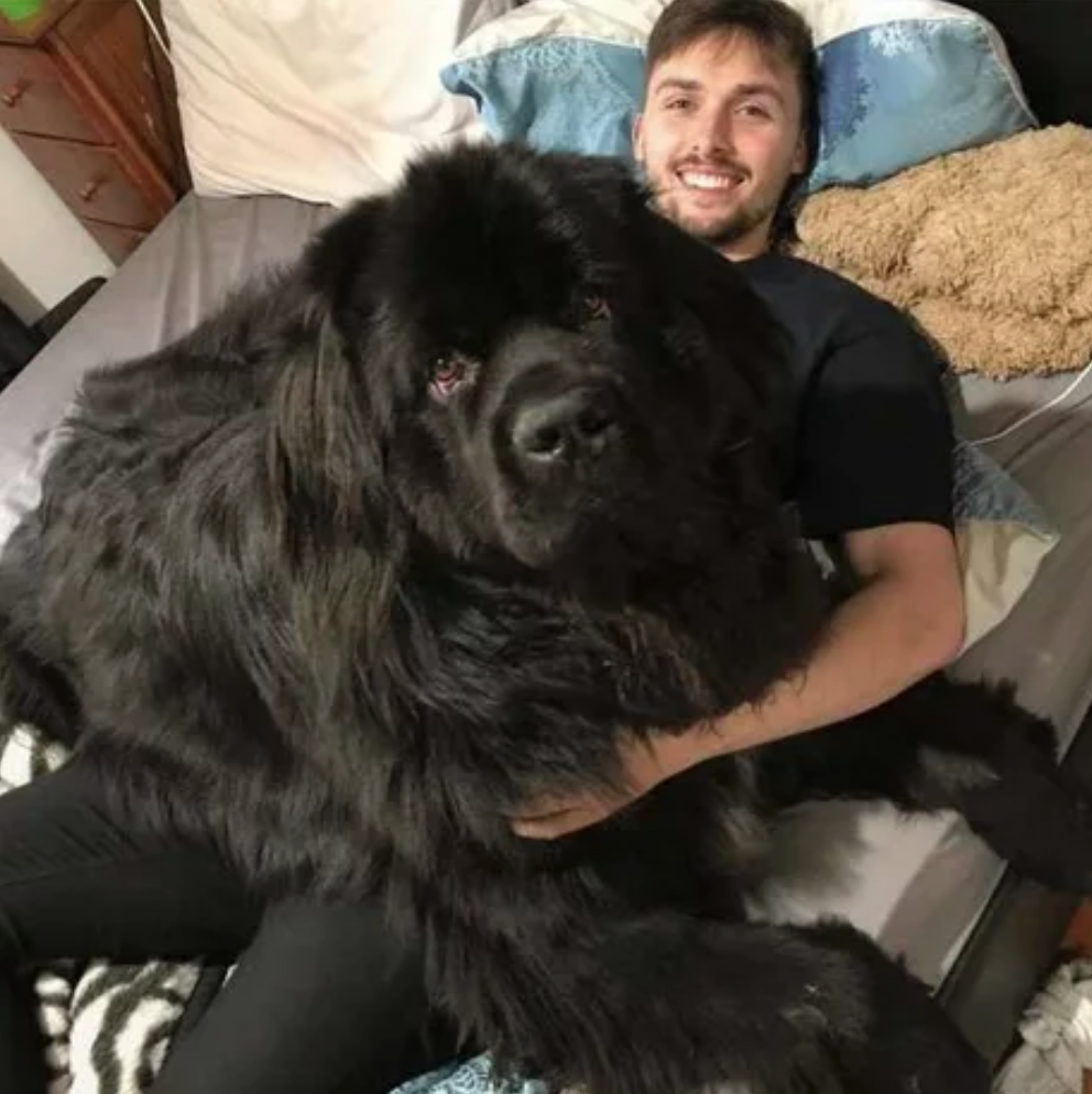 Тибетский мастиф Хонг Донг