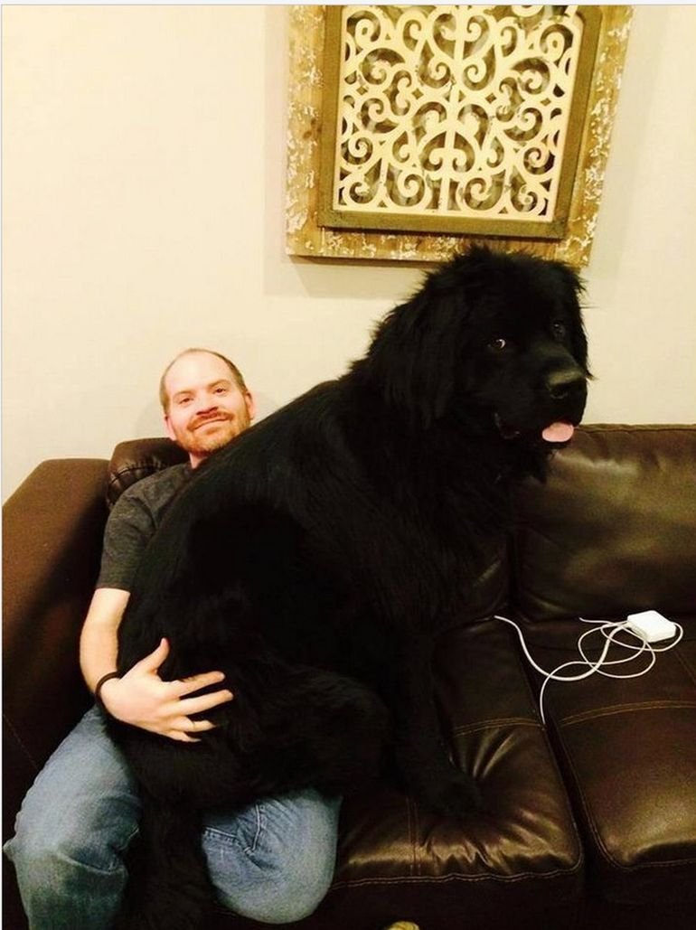 Ньюфаундленд порода собак медведь