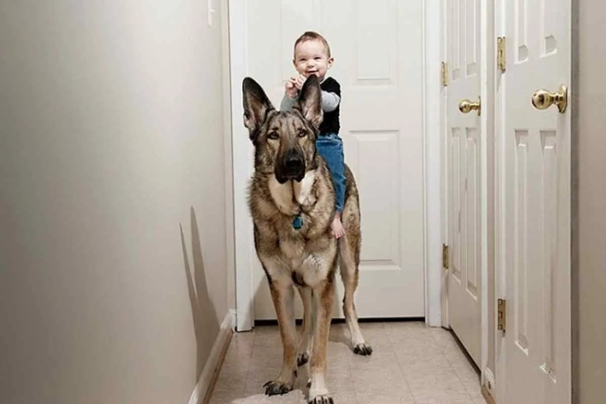 Леонбергер с человеком