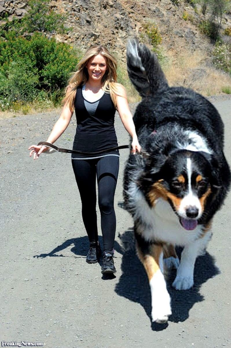 Леонбергер с человеком