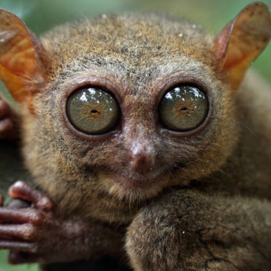 Лемур долгопят