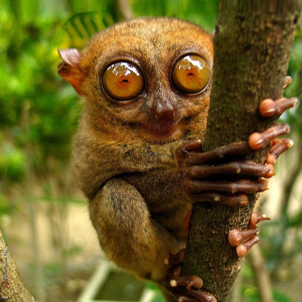 Сумчатый долгопят