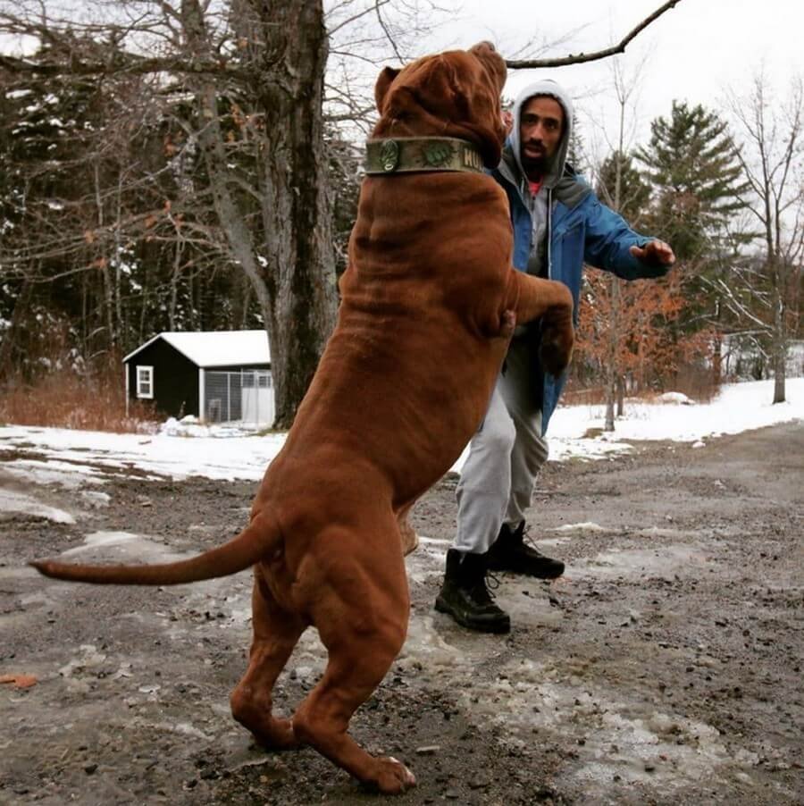 Кавказская овчарка 120 кг