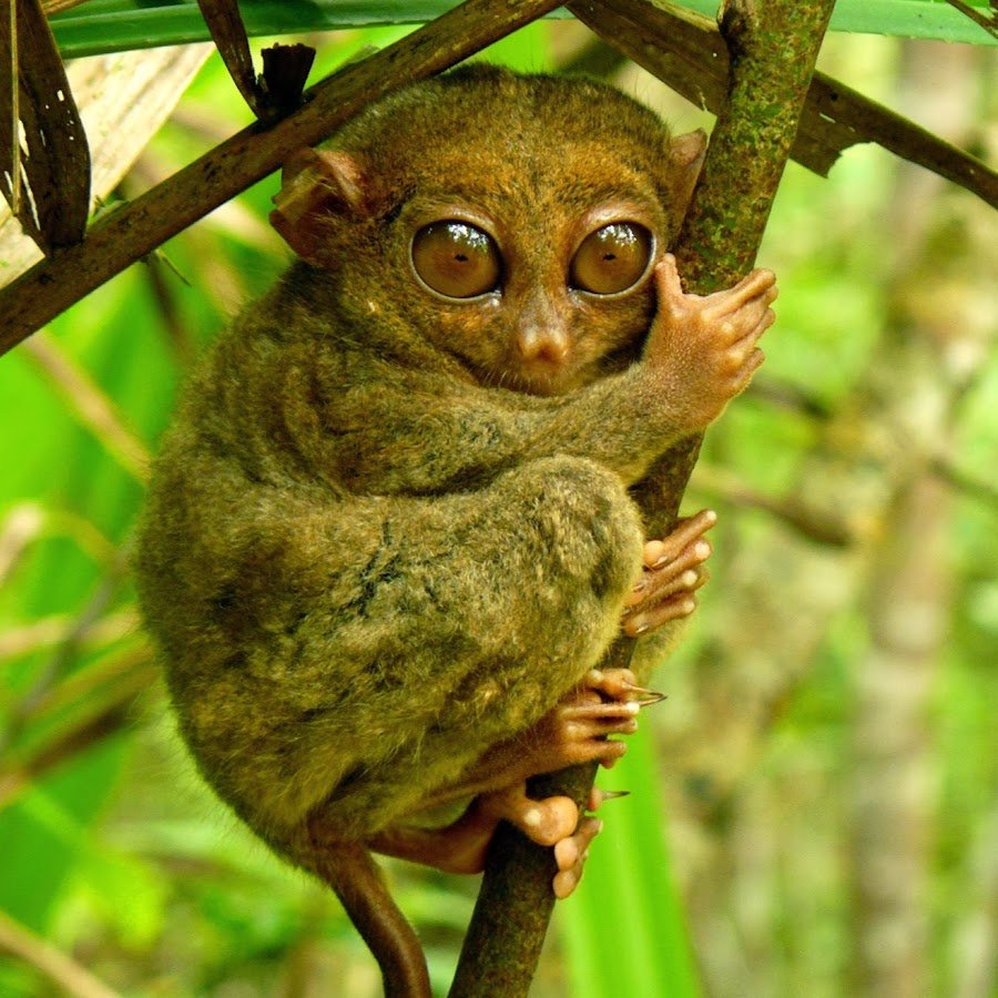 Картинки животных