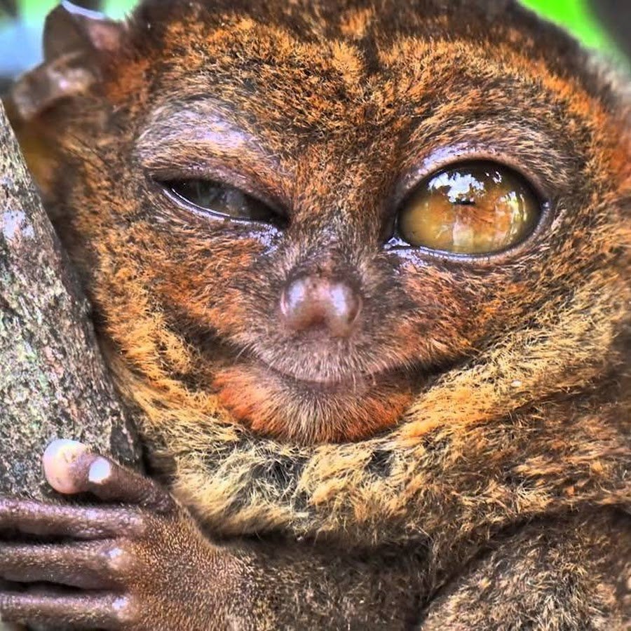 Тарсиер, долгопят