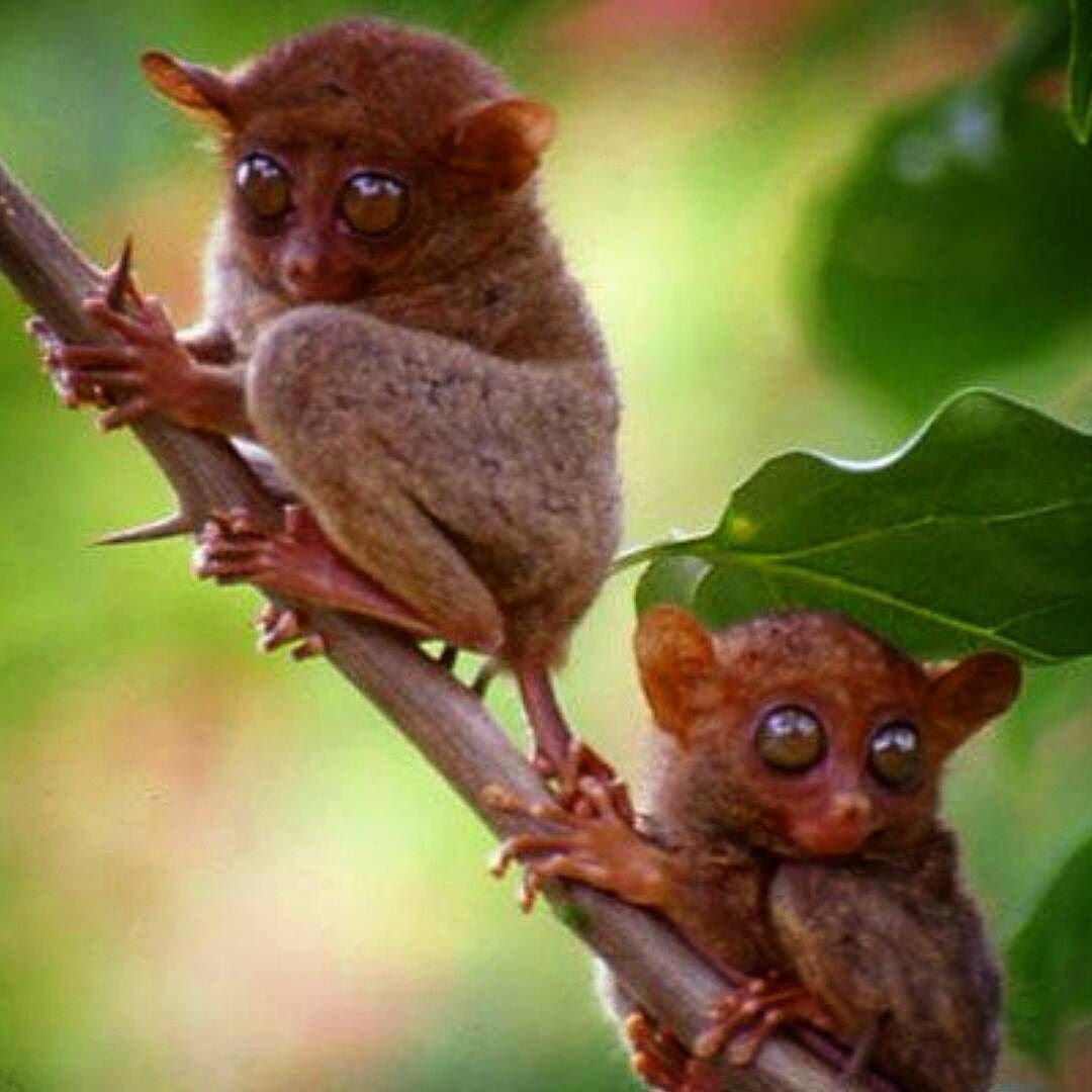 Выпученные глаза у животных