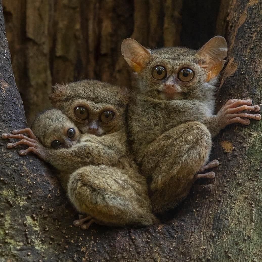 Мадагаскарский долгопят