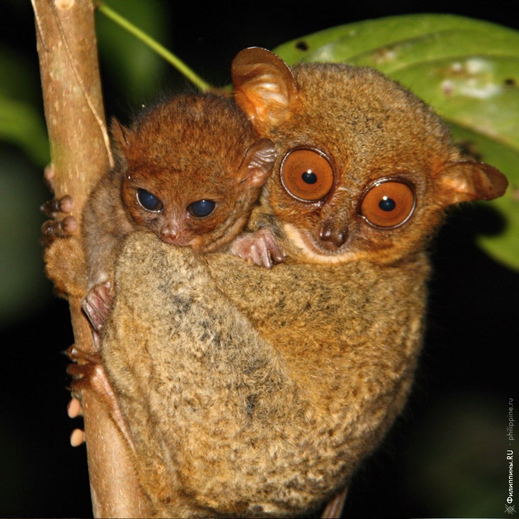 Австралийский долгопят