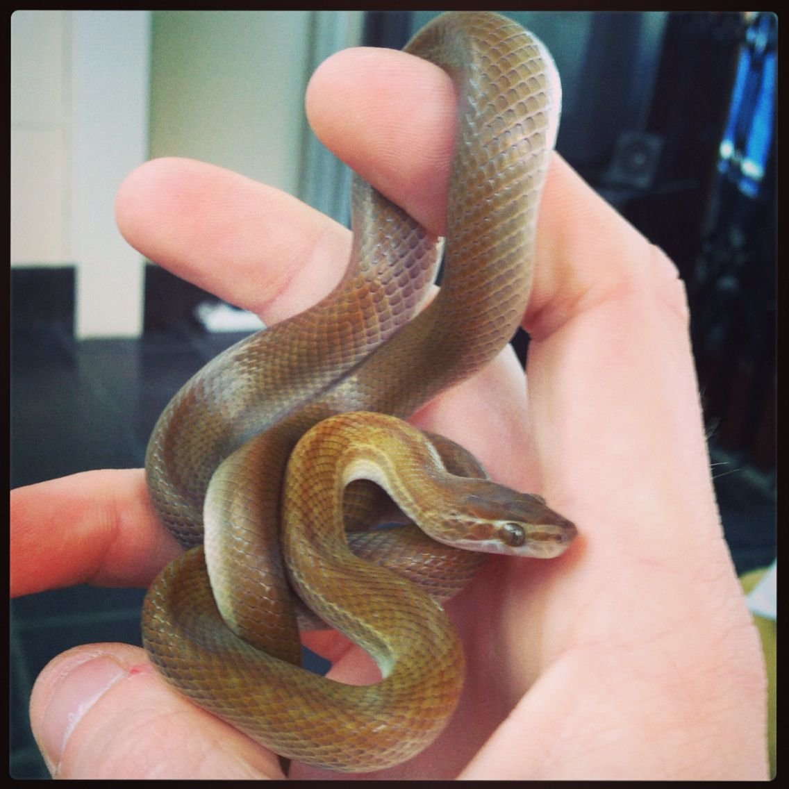 Змея гадюка коричневая
