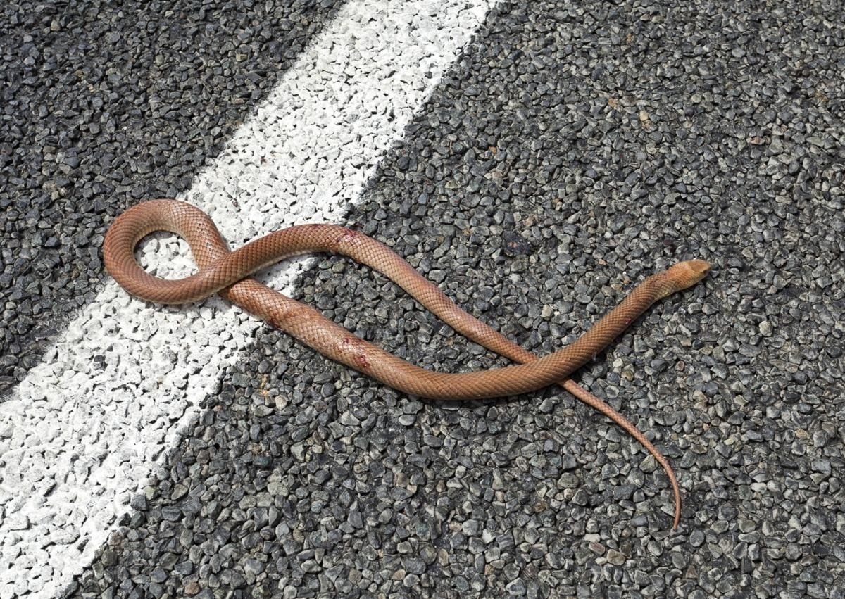 Прозрачная змея