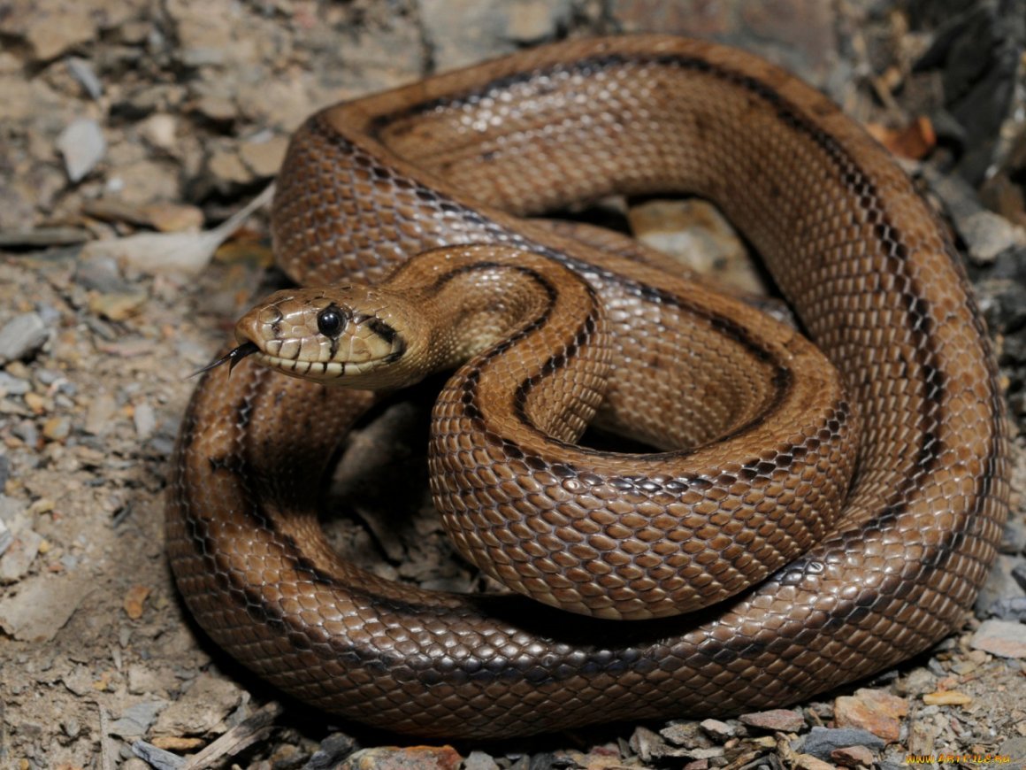 Светло коричневая змея