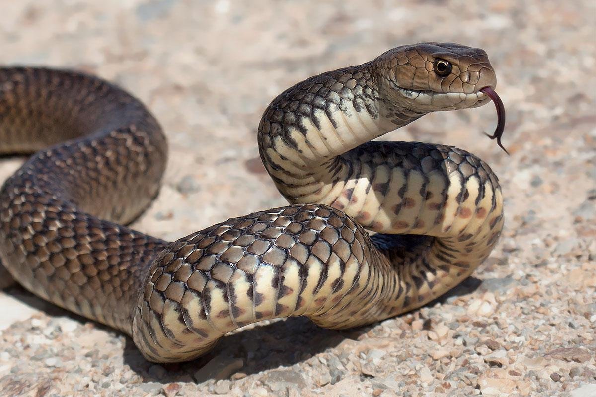 Шпильковая змея