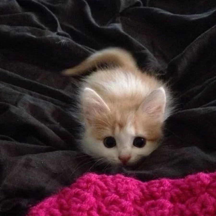 Милых котят