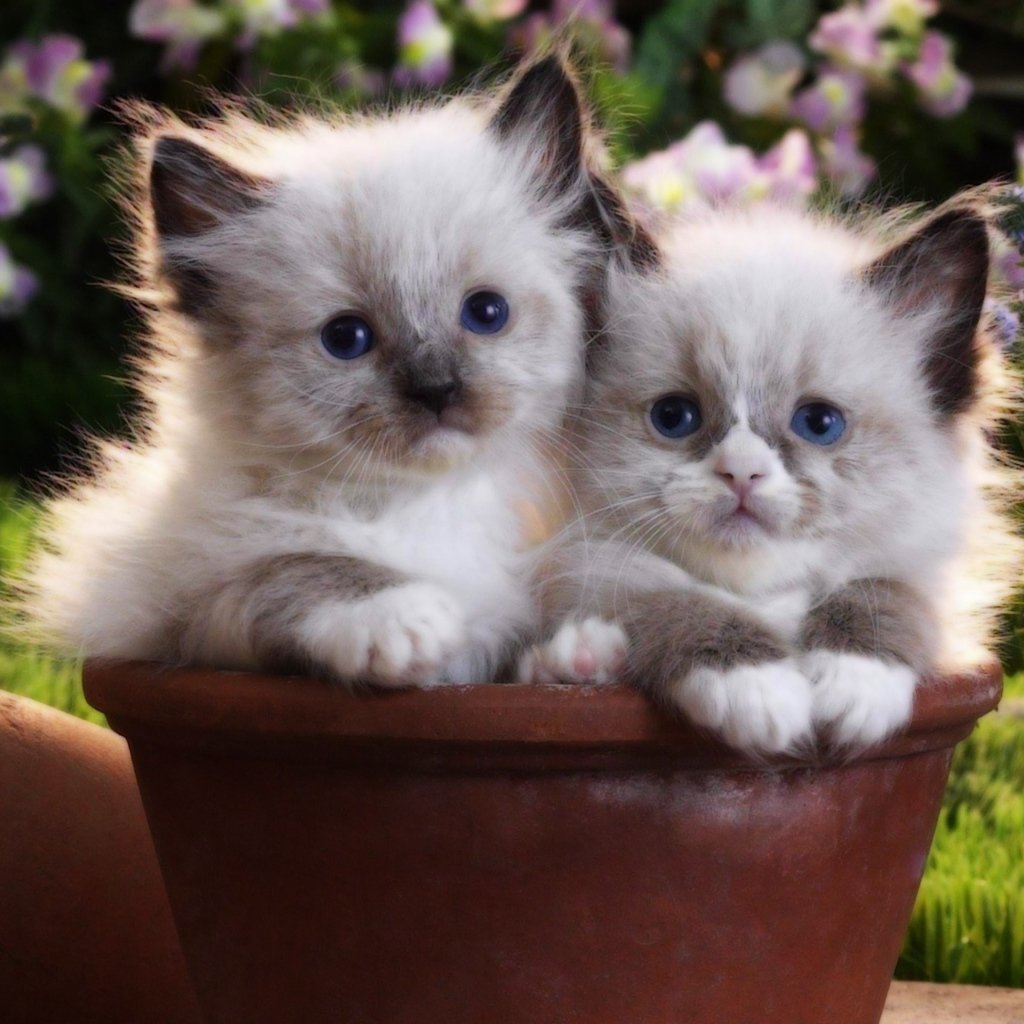 Кошки маленькие