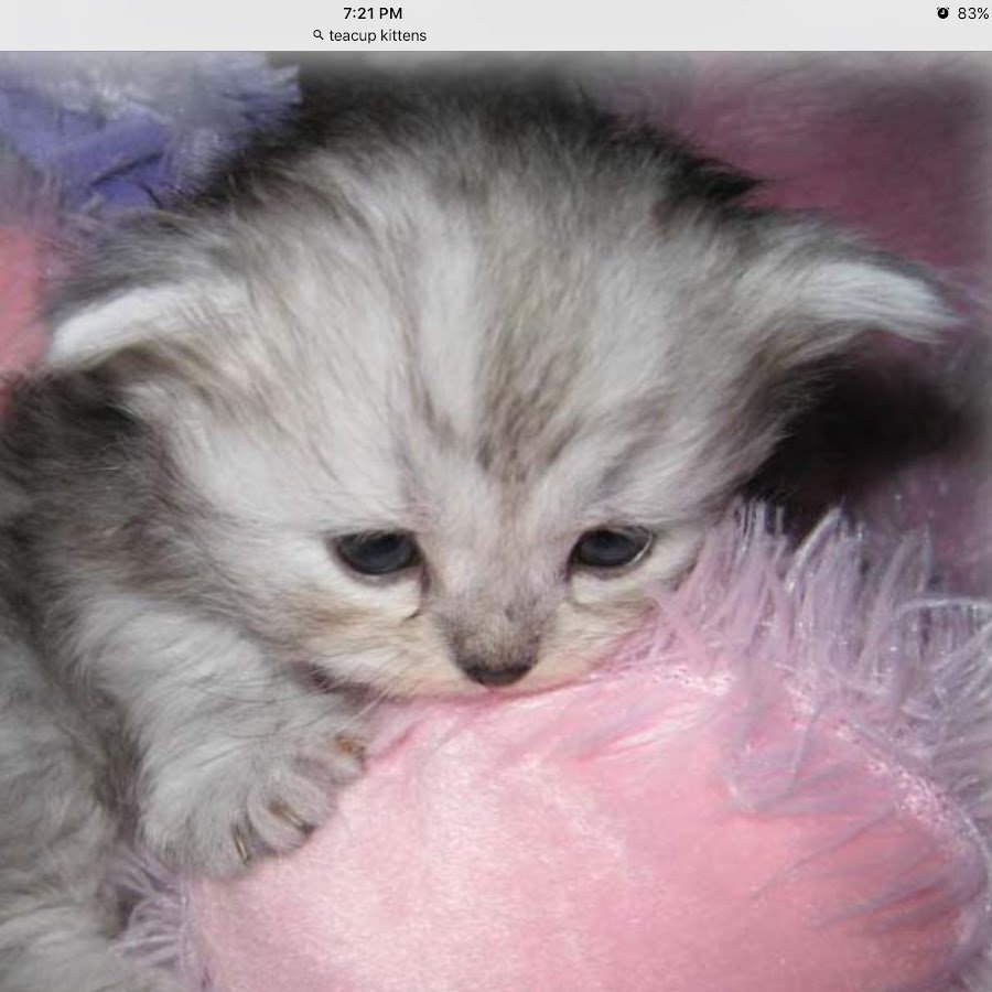 Маленький котенок