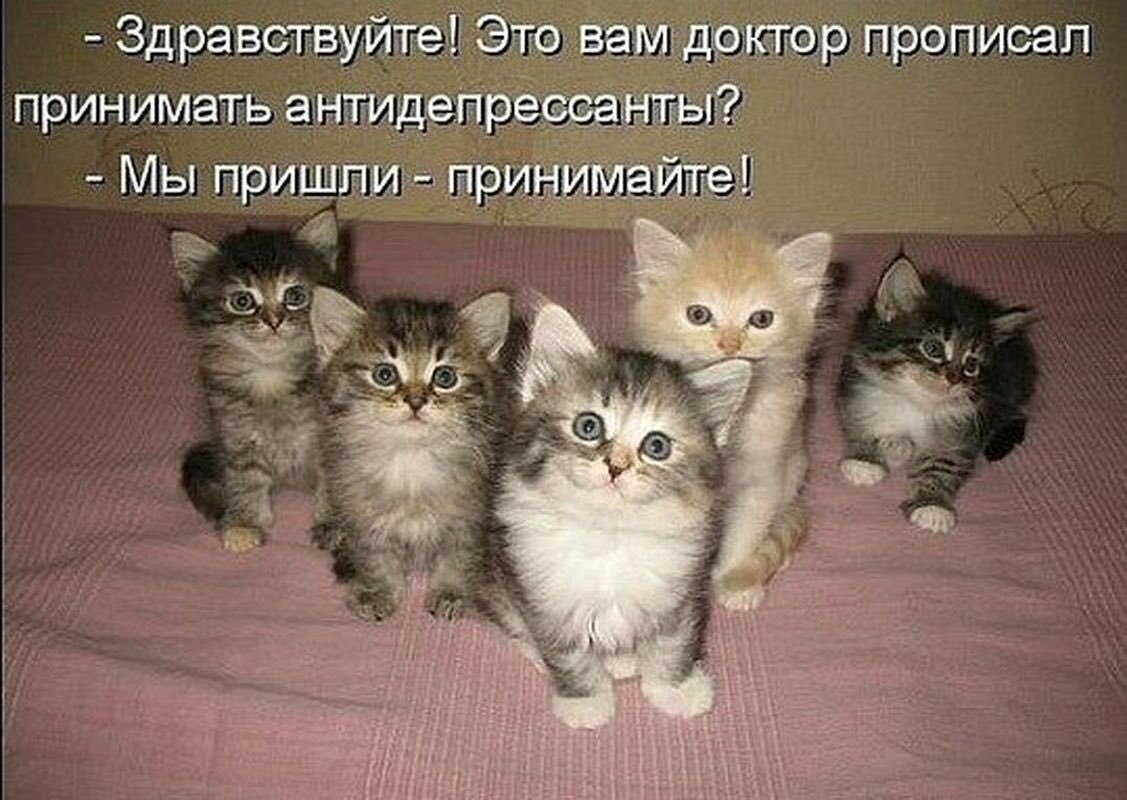 Котенок и утенок