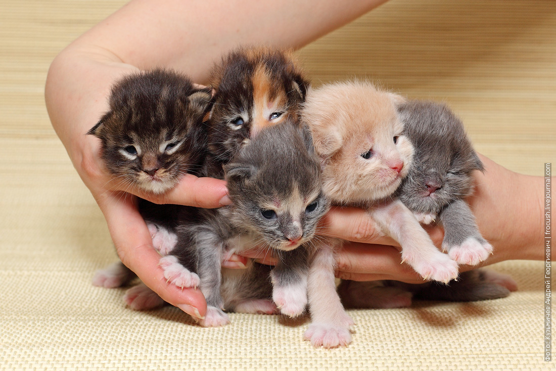 Самая маленькая кошка