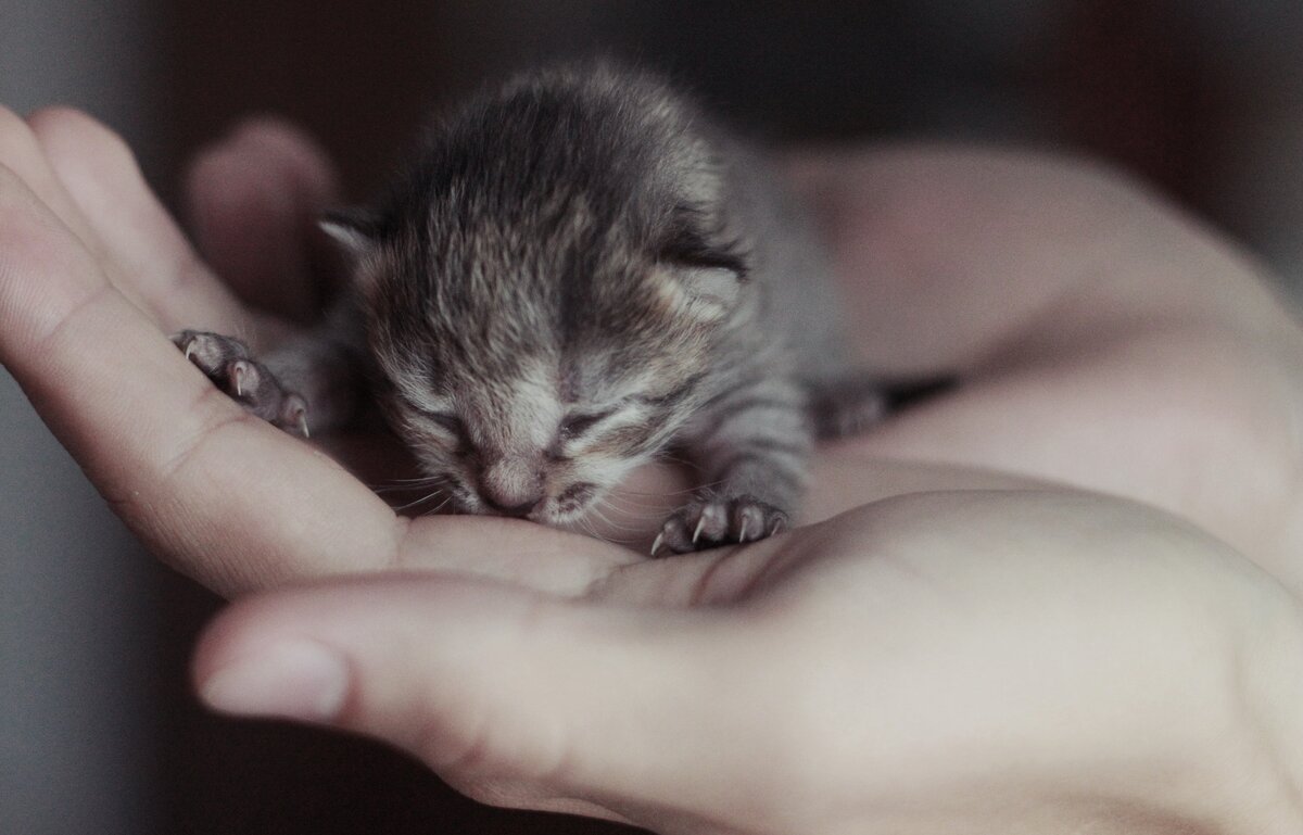 Два милых котенка