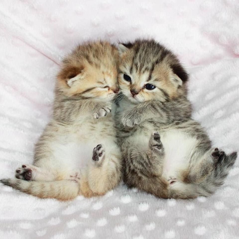 Самые милые черные котята