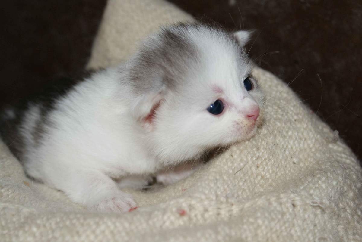 Плачущие котята милые