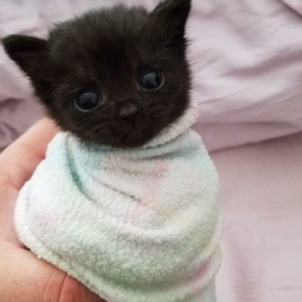 Кошки разных пород коллаж