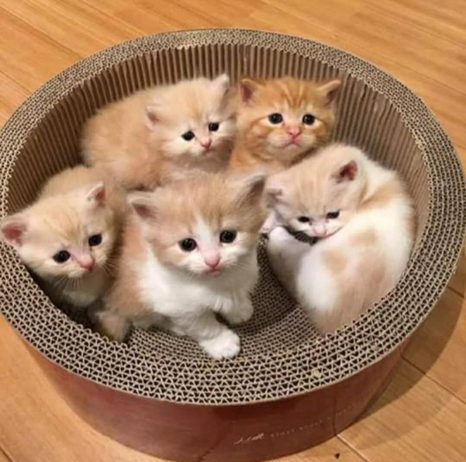 Обои на рабочий стол котята