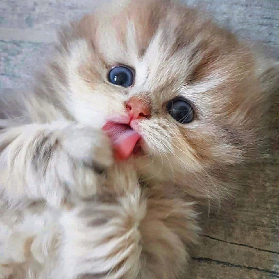 Котята Эстетика Пинтерест