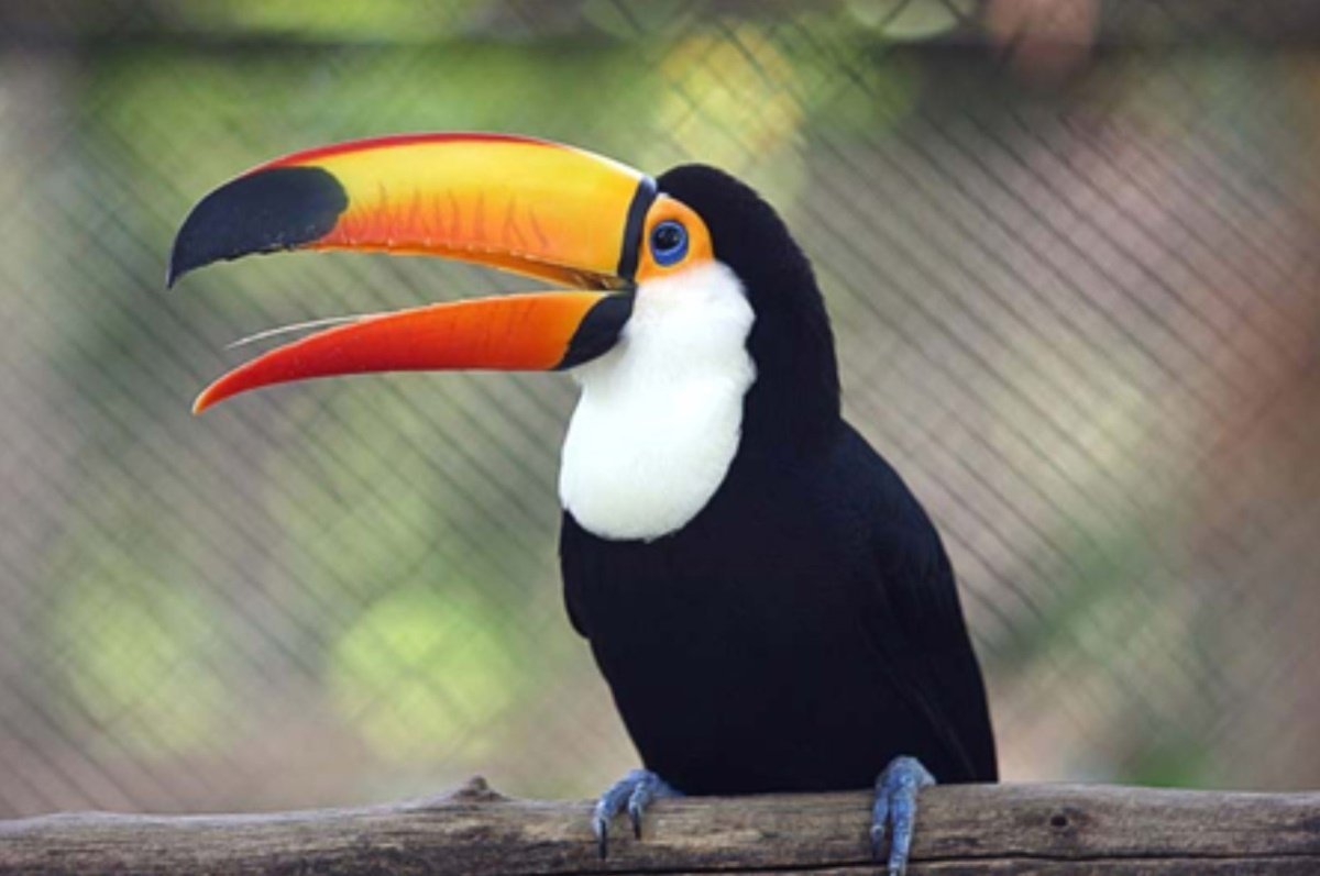 Тукан птица