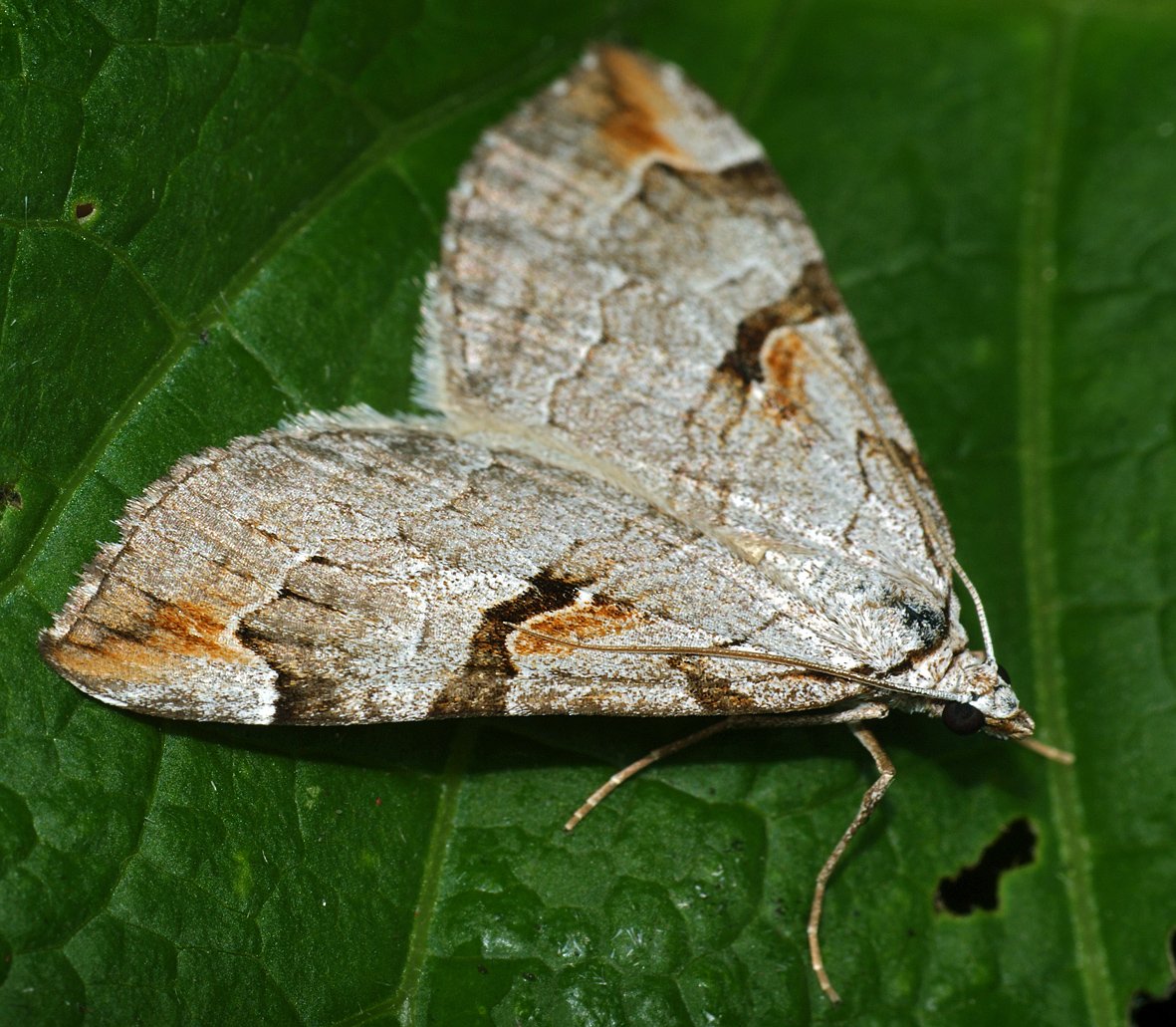 Пяденица Вязовая бабочка