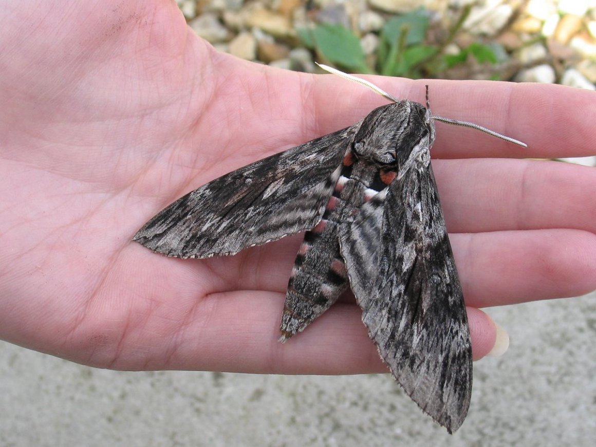 Giant Moth бабочка