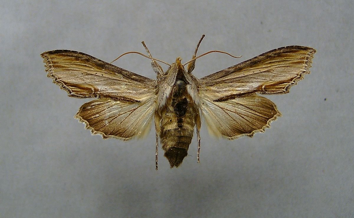 Бабочка Cucullia scrophulariae