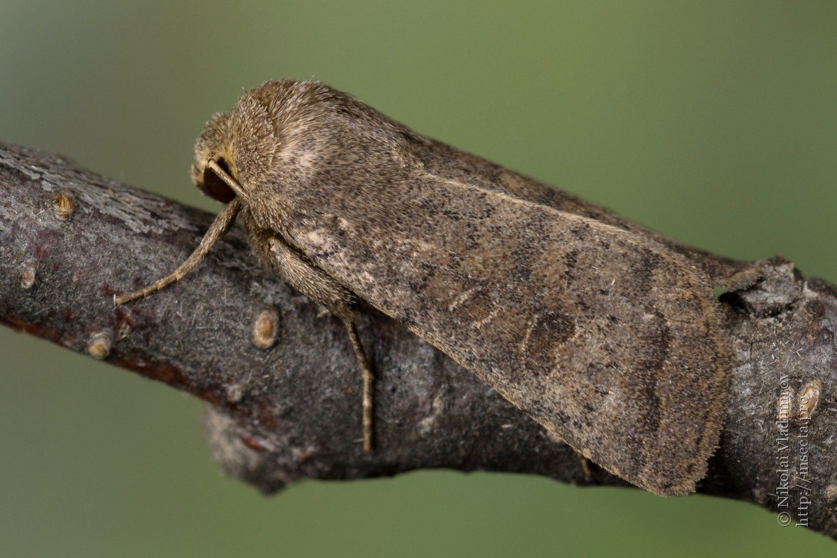 Капустная совка Имаго