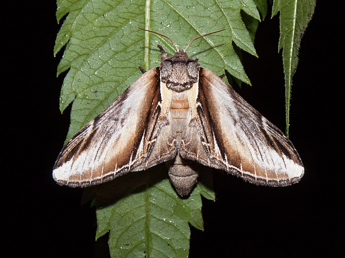 Старая ночная бабочка