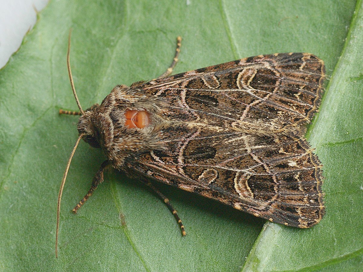 Совка Готическая бабочка